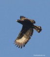 /album/photogallery/long-crested-eagle-2-jpg/